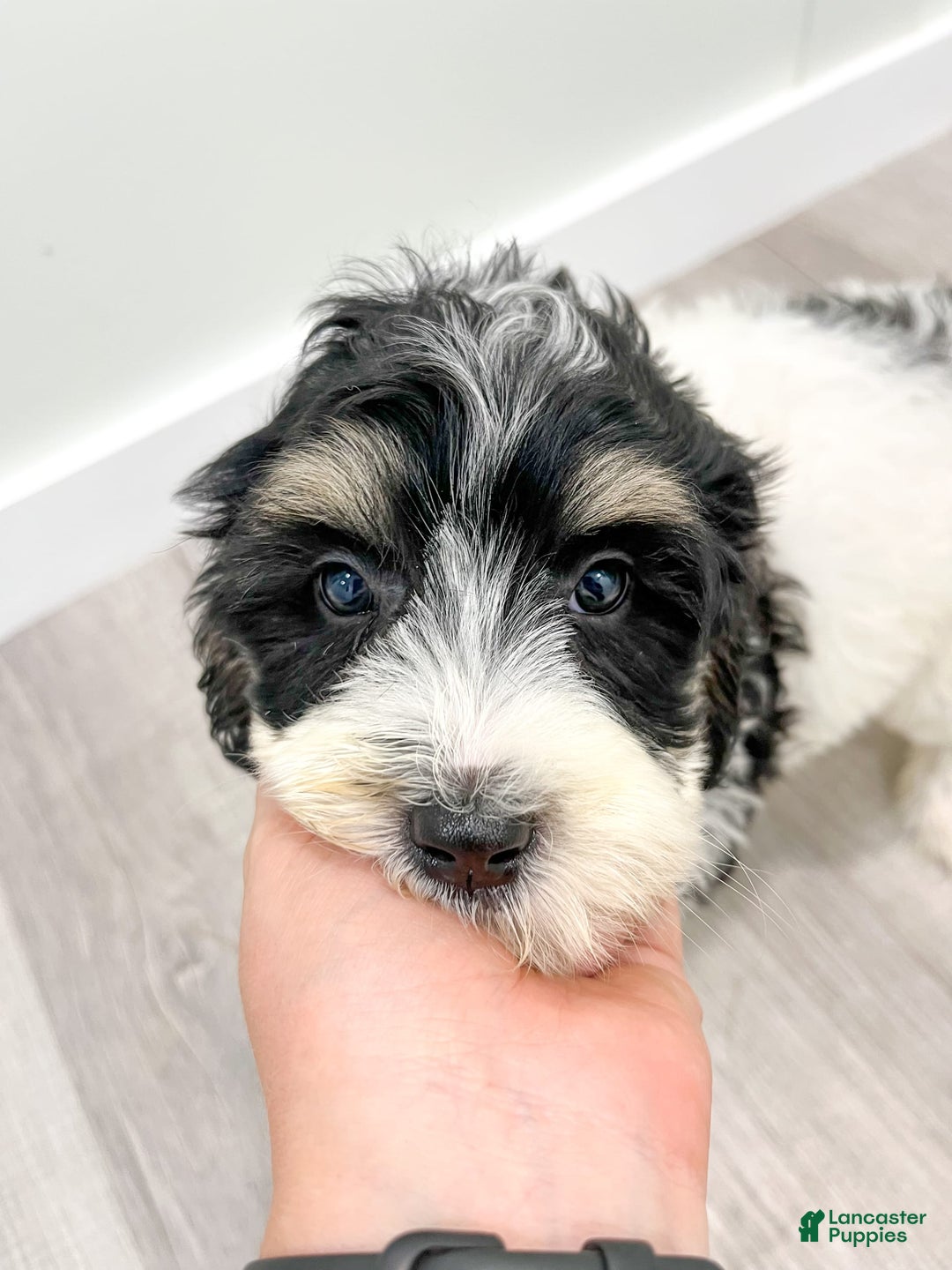 Mini Bernedoodle dogs for sale: Diva - Image 8