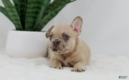 French Bulldog dogs for sale: Hadley - Image 2