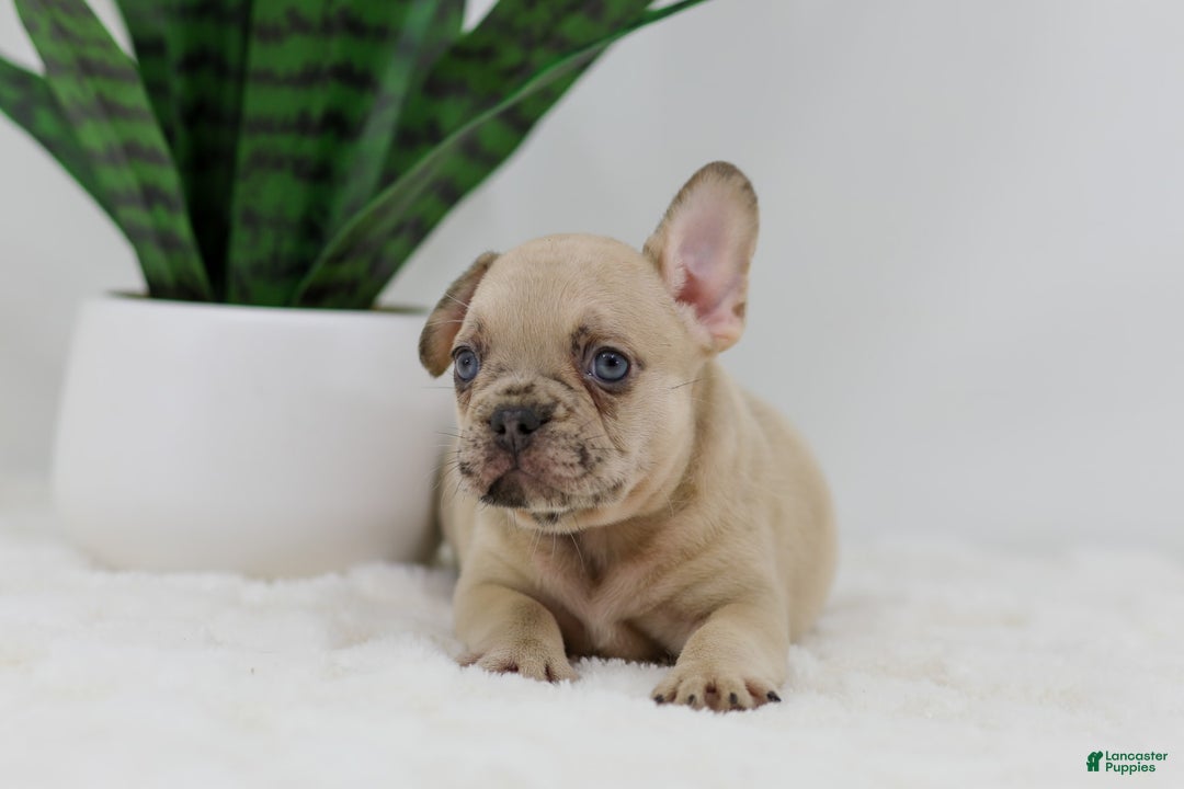 French Bulldog dogs for sale: Hadley - Image 2