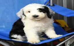 Sheepadoodle dogs for sale: Sammy - Image 9
