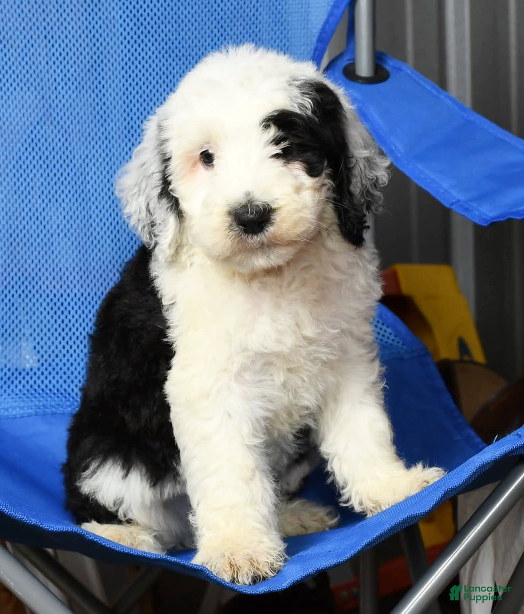 Sheepadoodle dogs for sale: Sammy - Image 9