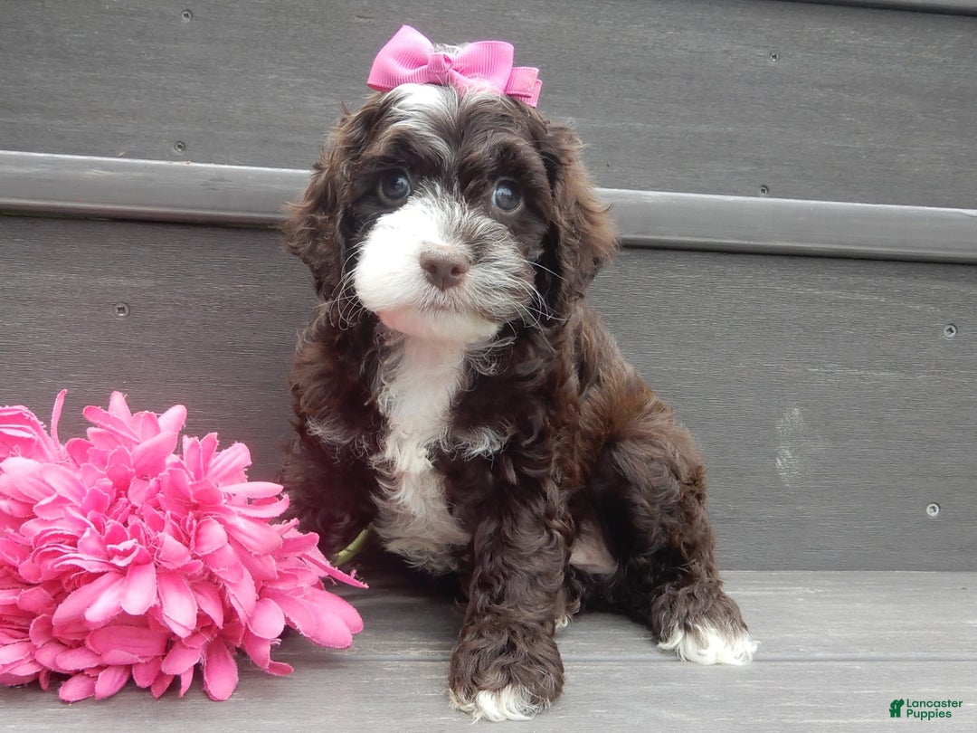 Cockapoo dogs for sale: Laci - Image 5