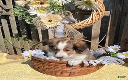 Shetland Sheepdog dogs for sale: Pam - Image 6