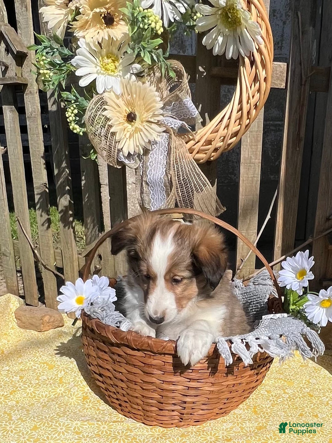 Shetland Sheepdog dogs for sale: Pam - Image 6