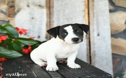 Jack Russell Terrier dogs for sale: Rusty - Image 3