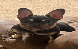 French Bulldog dogs for sale: Maggies Boys - Image 7