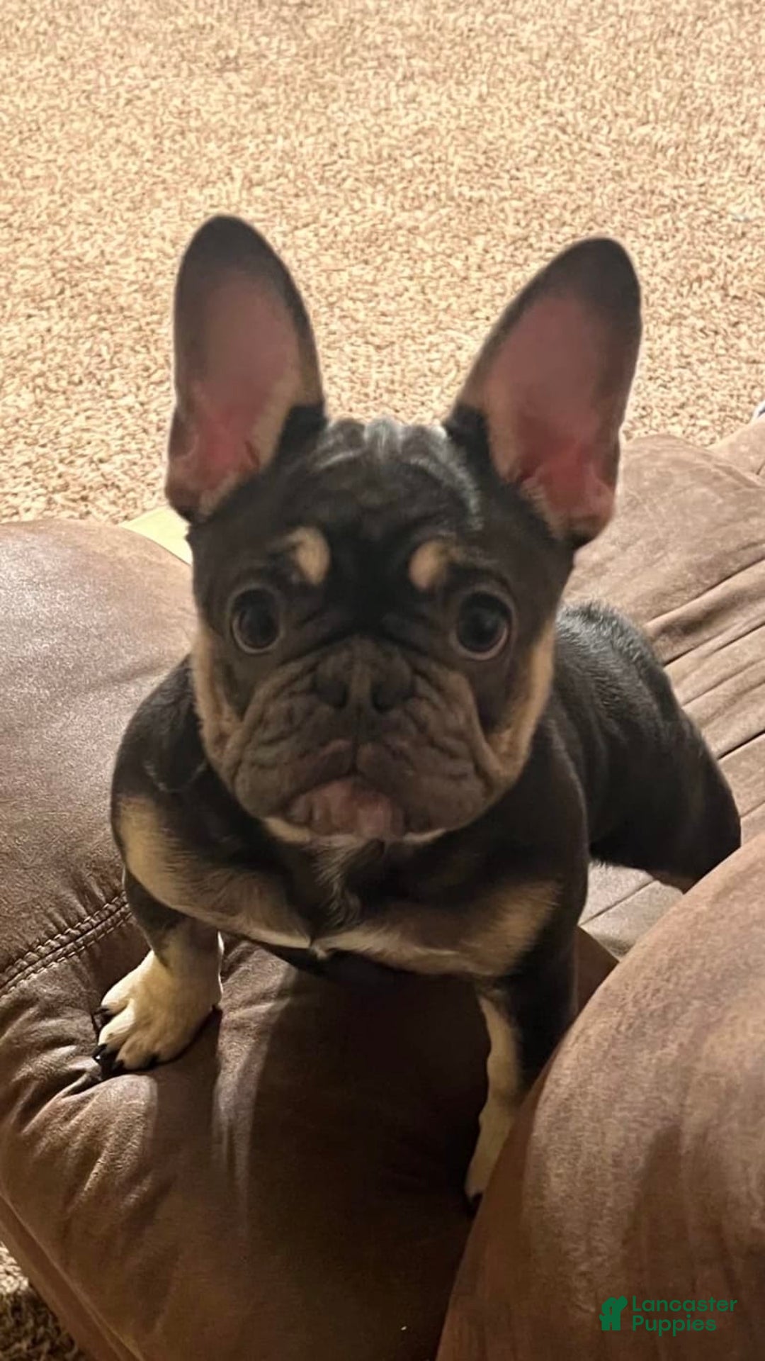French Bulldog dogs for sale: Maggies Boys - Image 7
