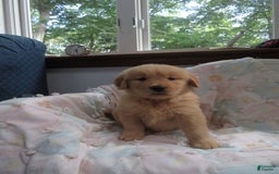 Golden Retriever dogs for sale: Starburst - Image 15