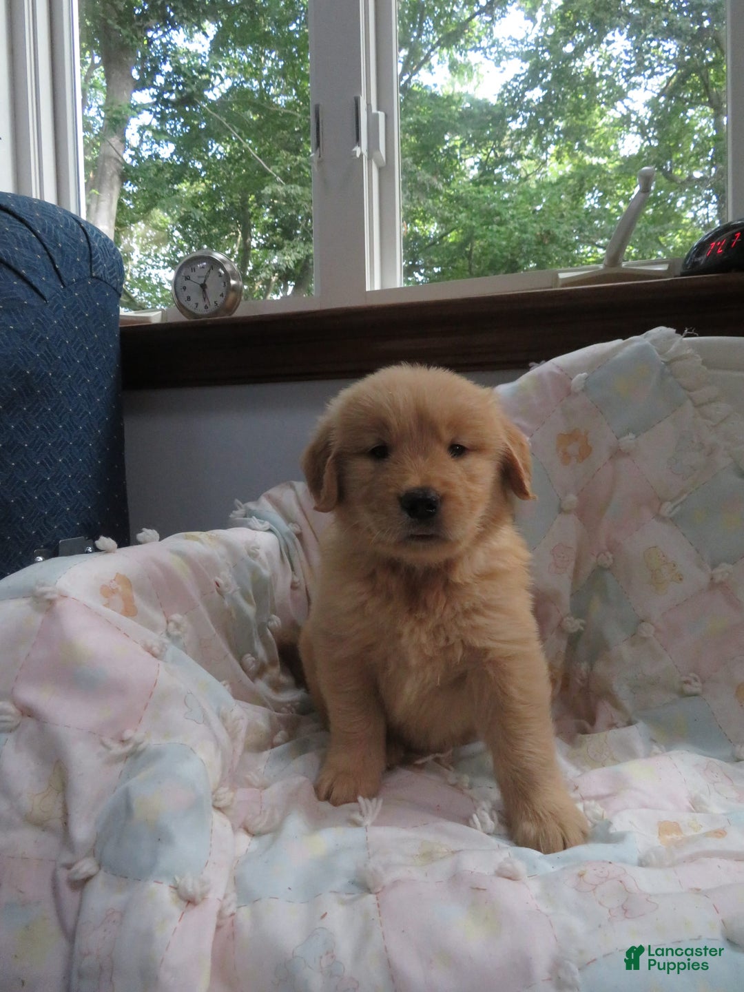 Golden Retriever dogs for sale: Starburst - Image 15