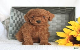 Miniature Poodle dogs for sale: Romeo - Image 3