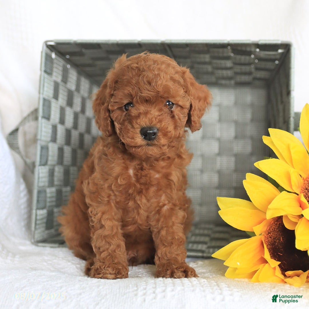 Miniature Poodle dogs for sale: Romeo - Image 3
