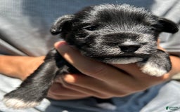 Miniature Schnauzer dogs for sale: Mia - Image 9