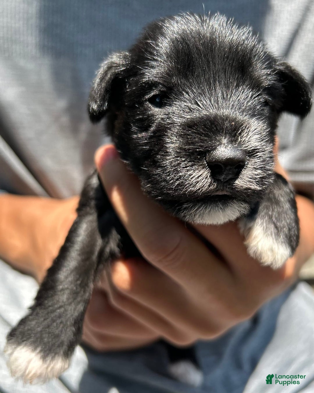 Miniature Schnauzer dogs for sale: Mia - Image 9