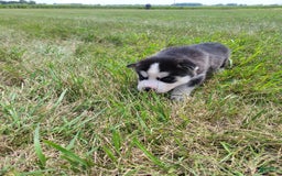 Siberian Husky dogs for sale: Luna - Image 3