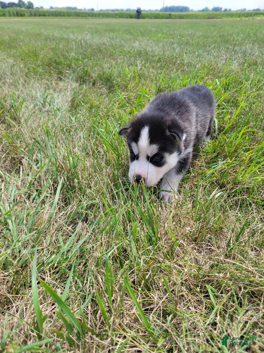 Siberian Husky dogs for sale: Luna - Image 3