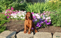 Irish Setter dogs for sale: simon - Image 2