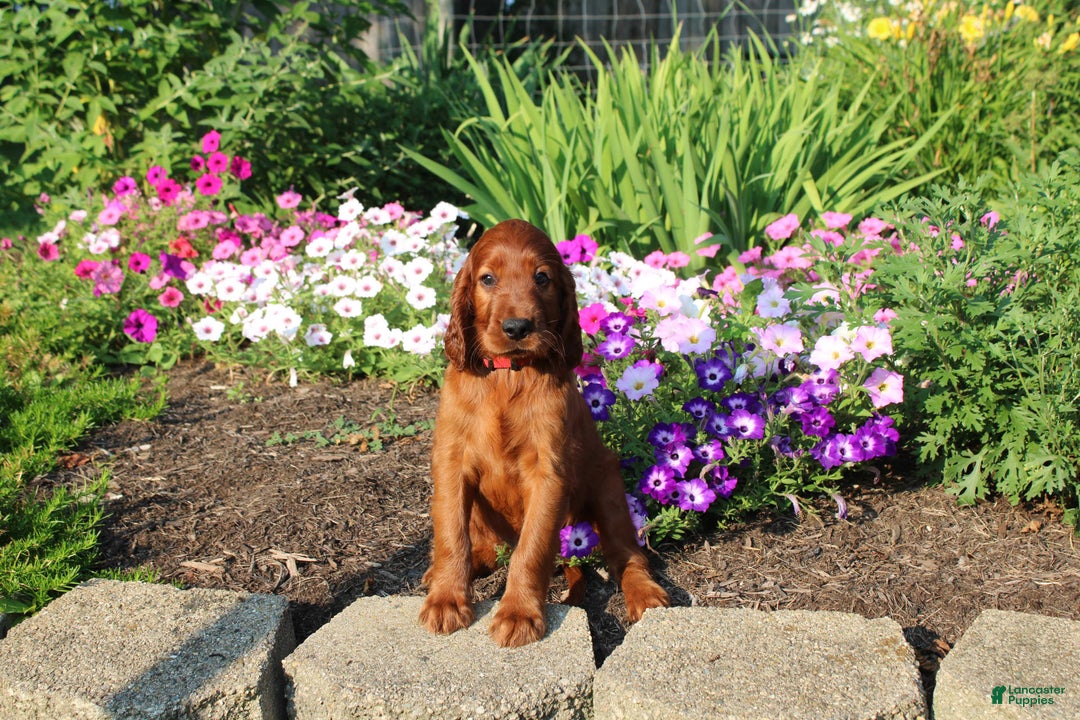 Irish Setter dogs for sale: simon - Image 2
