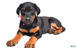Doberman Pinscher dogs for sale: Misty - Image 5