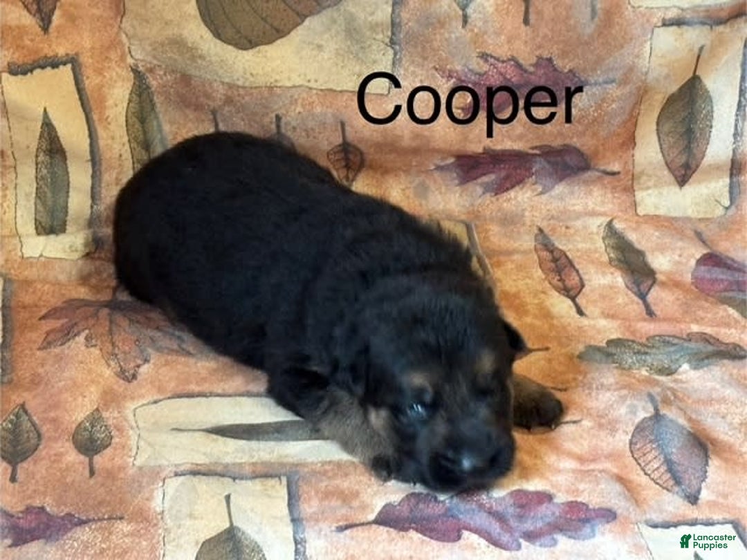German Shepherd dogs for sale: Cooper - Image 7