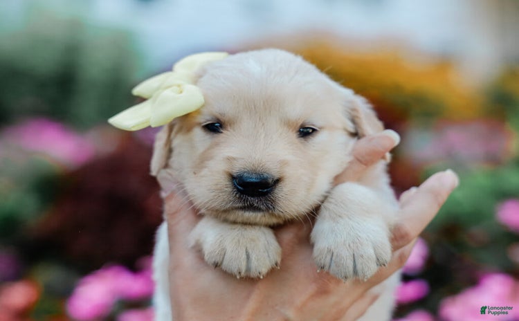 Golden Retriever dogs for sale - Ad 3