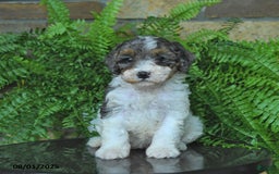 Mini Aussiedoodle dogs for sale: Connor - Image 1