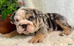 English Bulldog dogs for sale: Maggie - Image 5