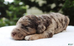 Standard Poodle dogs for sale: Denver Moyen - Image 5
