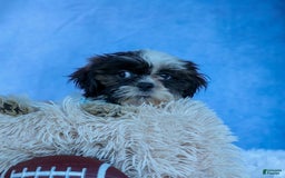 Shih Tzu dogs for sale: Brody - Image 10