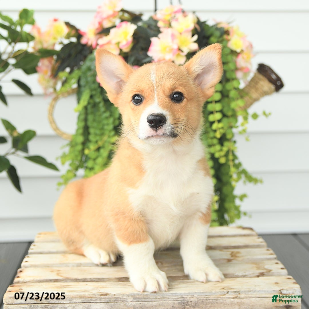 Welsh Corgi Pembroke dogs for sale: Princess - Image 3