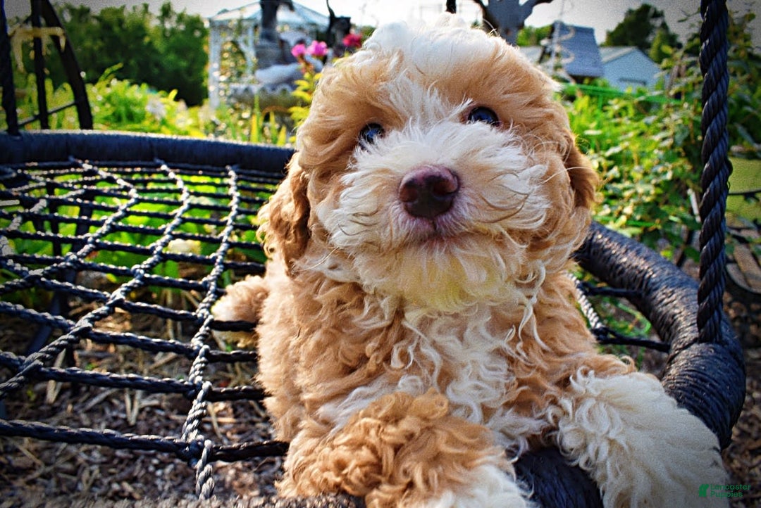 Havapoo dogs for sale: Whisky - Image 13