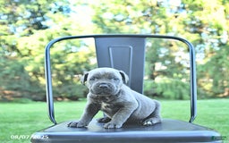 Cane Corso dogs for sale: Cane Corso 12 puppies - Image 39