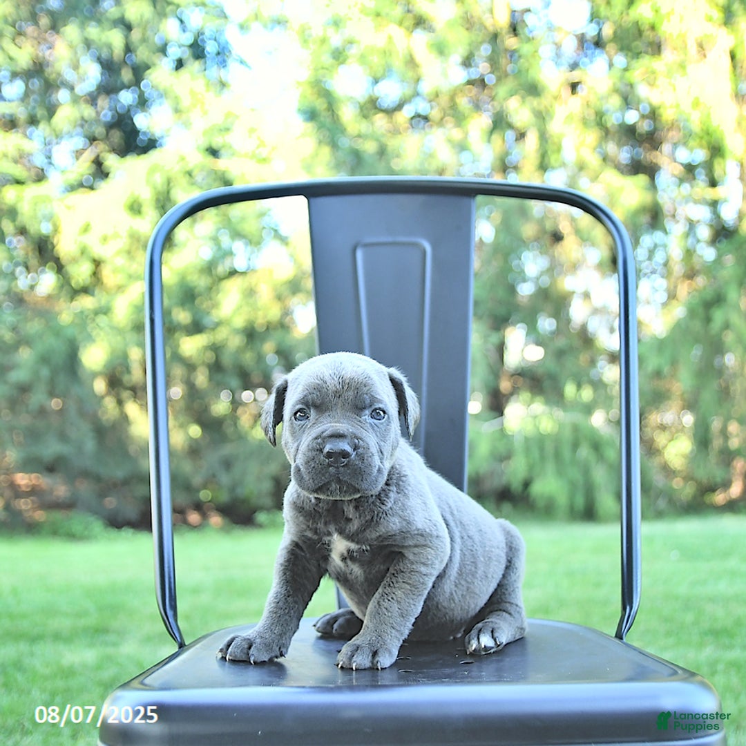 Cane Corso dogs for sale: Cane Corso 12 puppies - Image 39