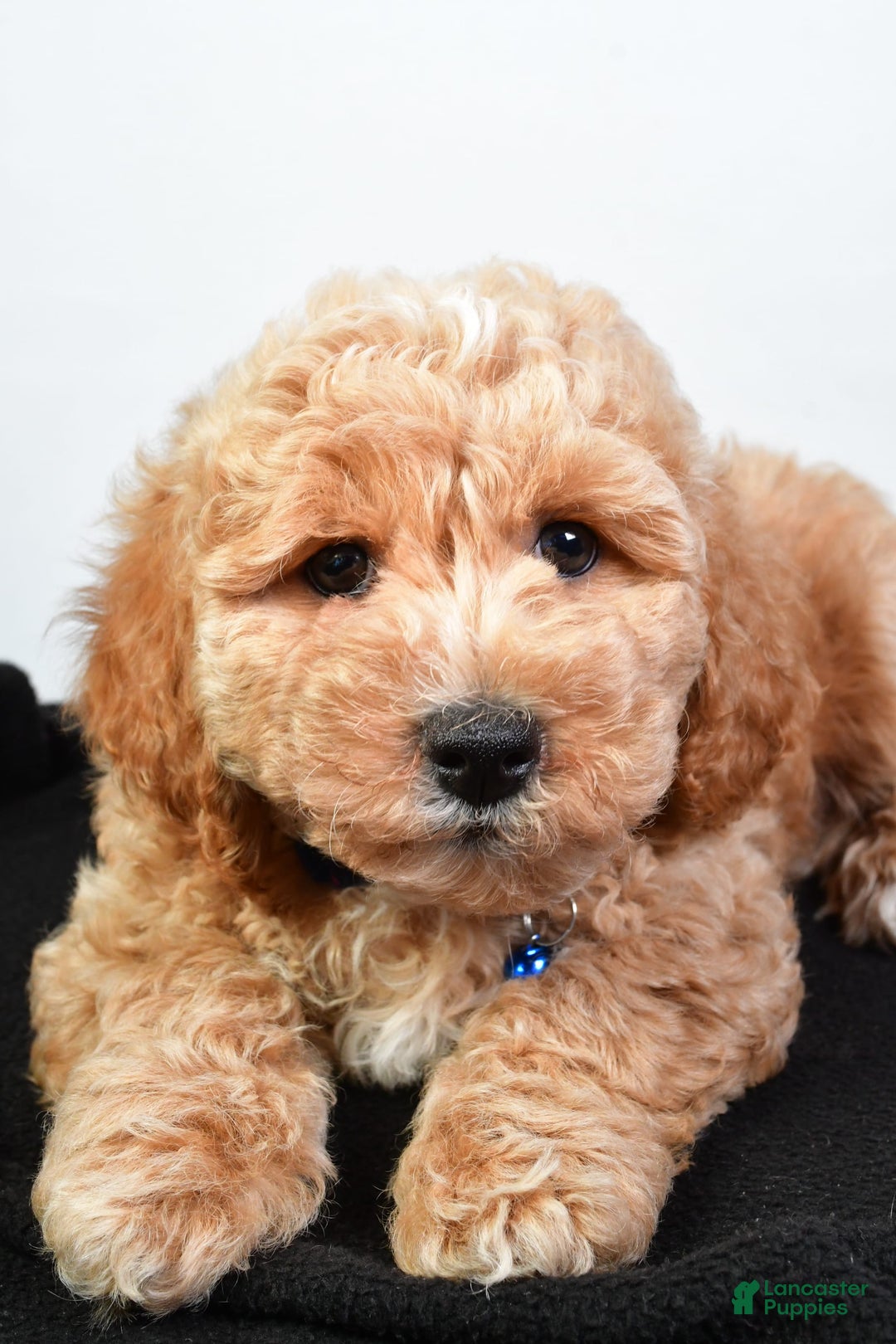 Bichpoo dogs for sale: Samson - Image 3