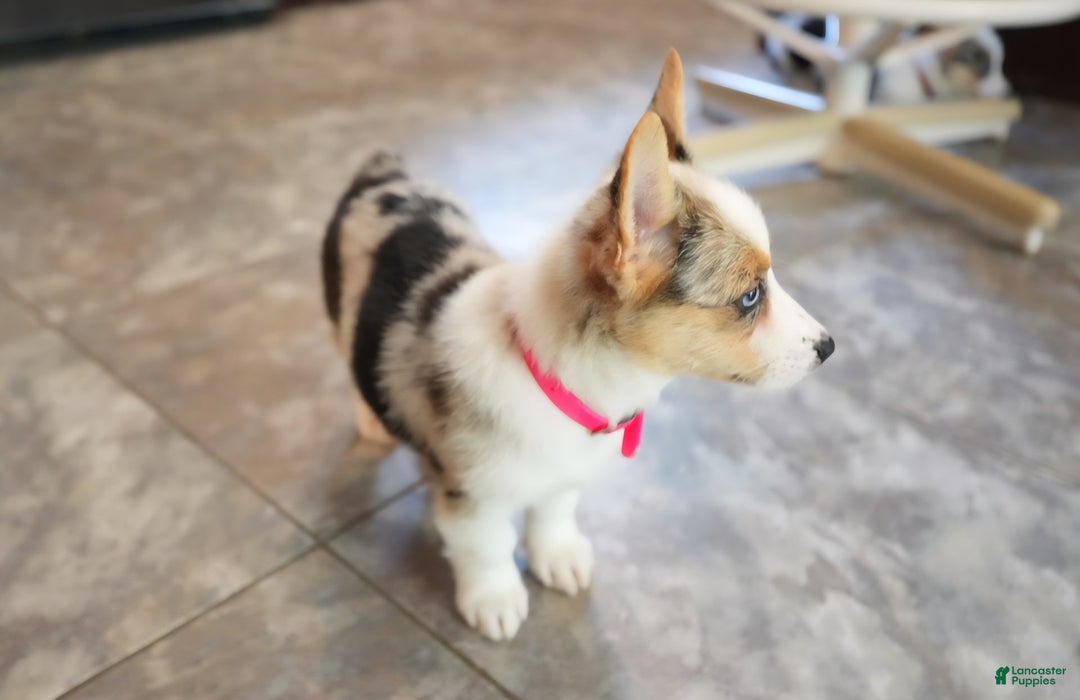 Welsh Corgi Pembroke dogs for sale: Mrs Pink - Image 3