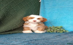 Havanese dogs for sale: Lucky - Image 5