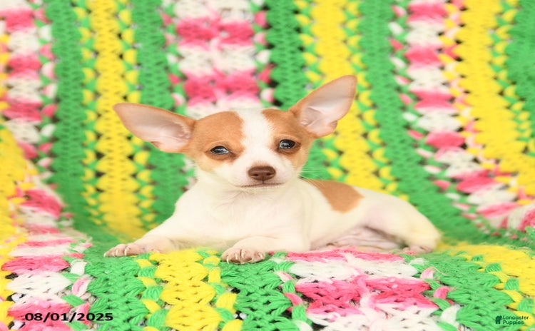 Jack Russell Terrier dogs for sale - Ad 2