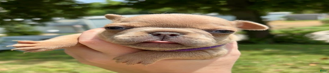 Rhysand
