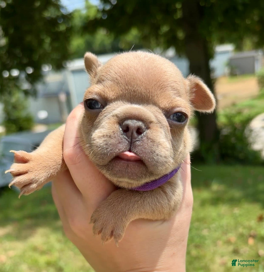 French Bulldog dogs for sale: Rhysand - Image 3