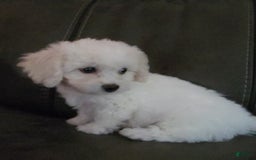 Cavachon dogs for sale: Kevin - Image 10
