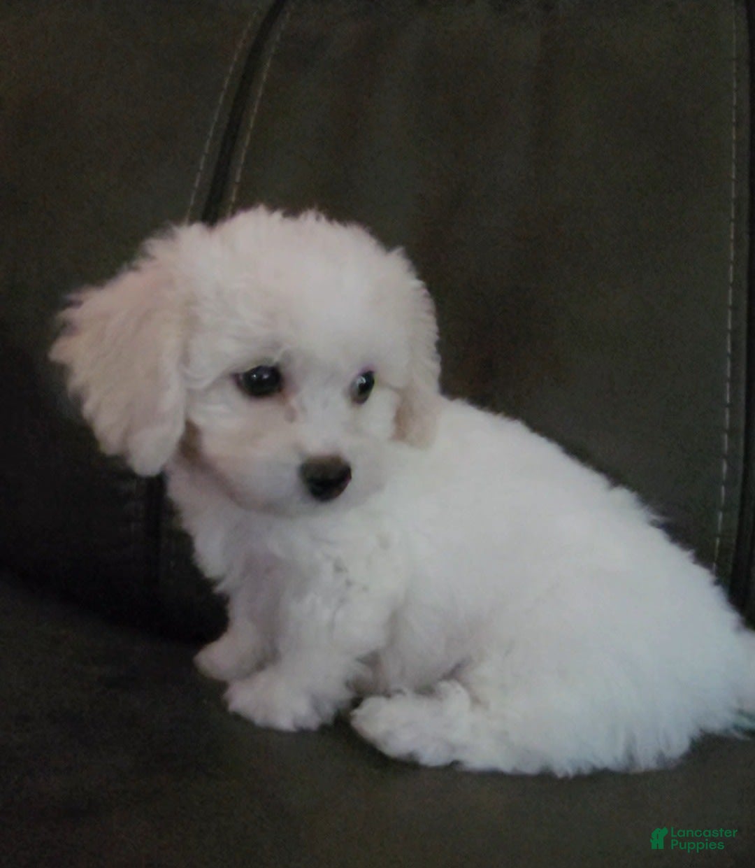 Cavachon dogs for sale: Kevin - Image 10