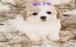 Teddy Bear dogs for sale: Tilly - Image 3