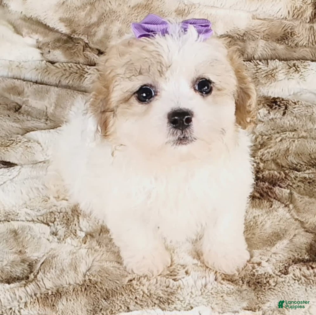 Teddy Bear dogs for sale: Tilly - Image 3