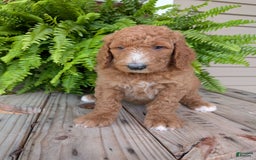 Goldendoodle dogs for sale: Asher - Image 1