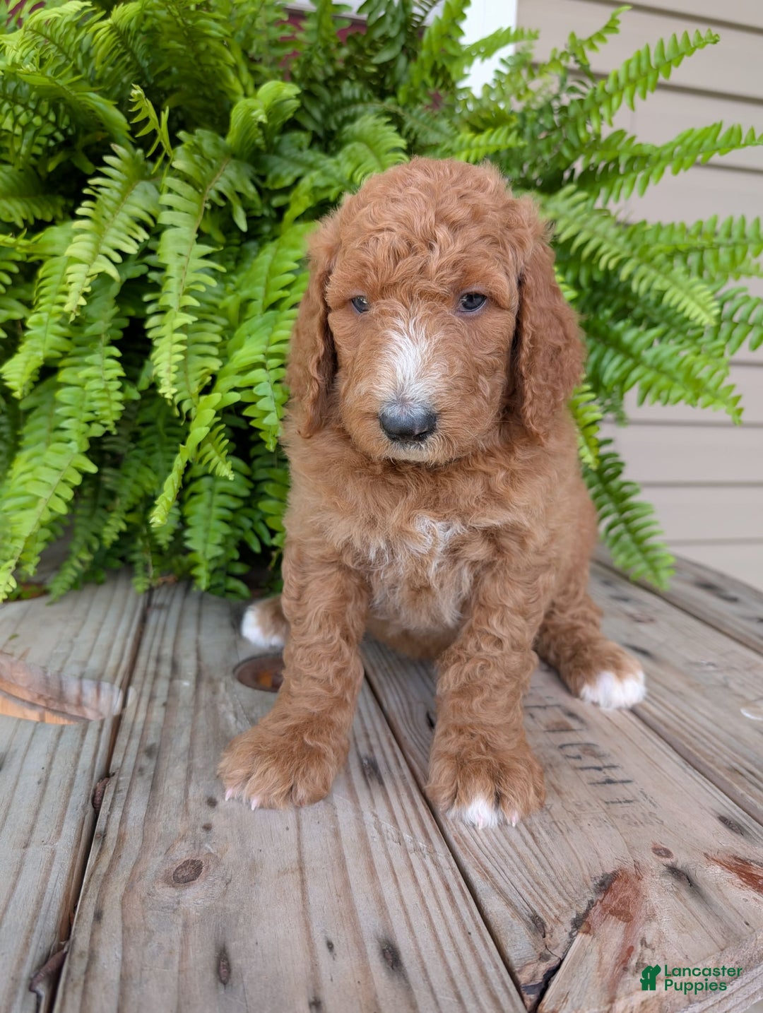 Goldendoodle dogs for sale: Asher - Image 1