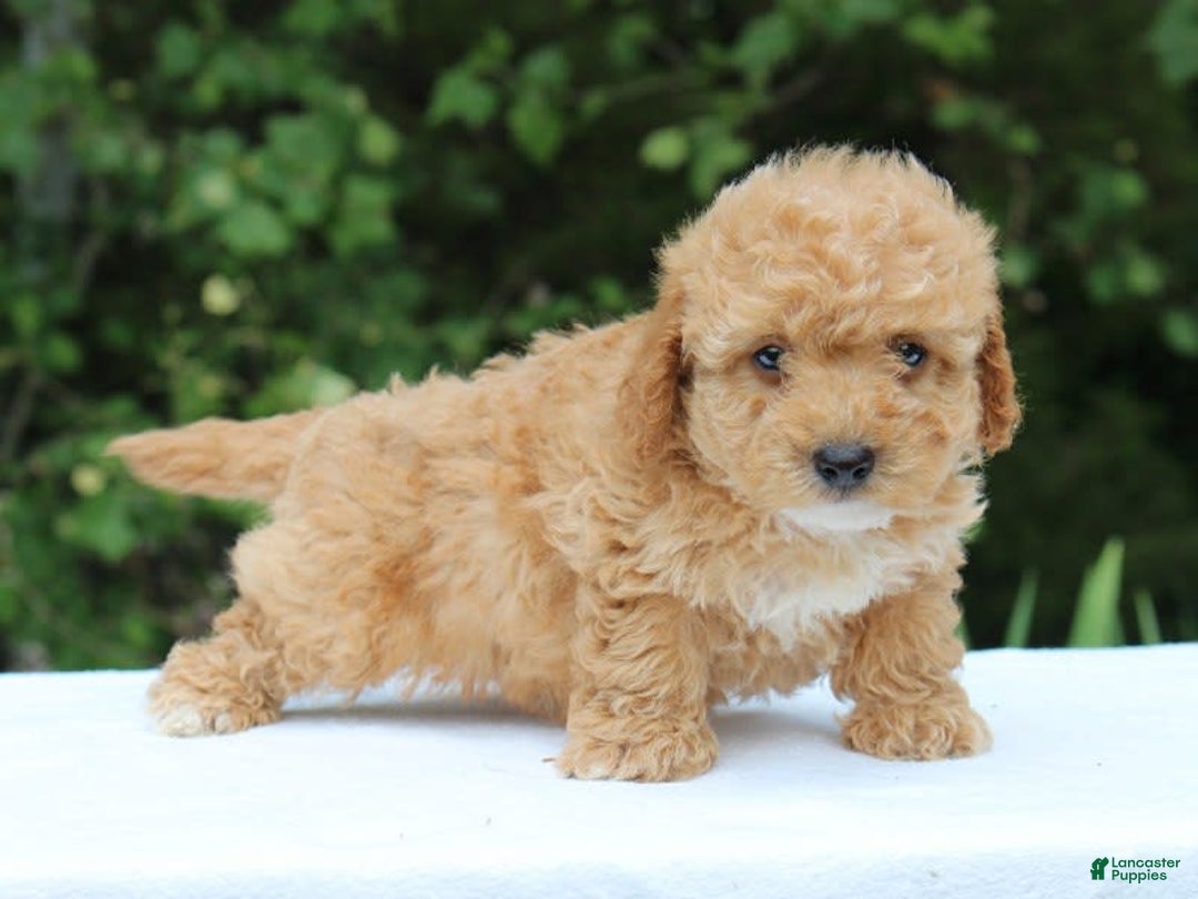Miniature Poodle dogs for sale: Andre - Image 9