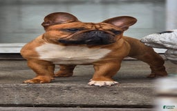 French Bulldog dogs for sale: Raider - Image 32