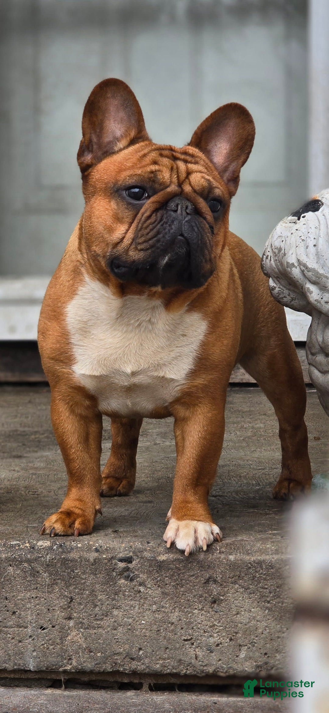 French Bulldog dogs for sale: Raider - Image 32