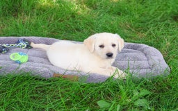 Labrador Retriever dogs for sale: Labrador Retriever 8 puppies - Image 1