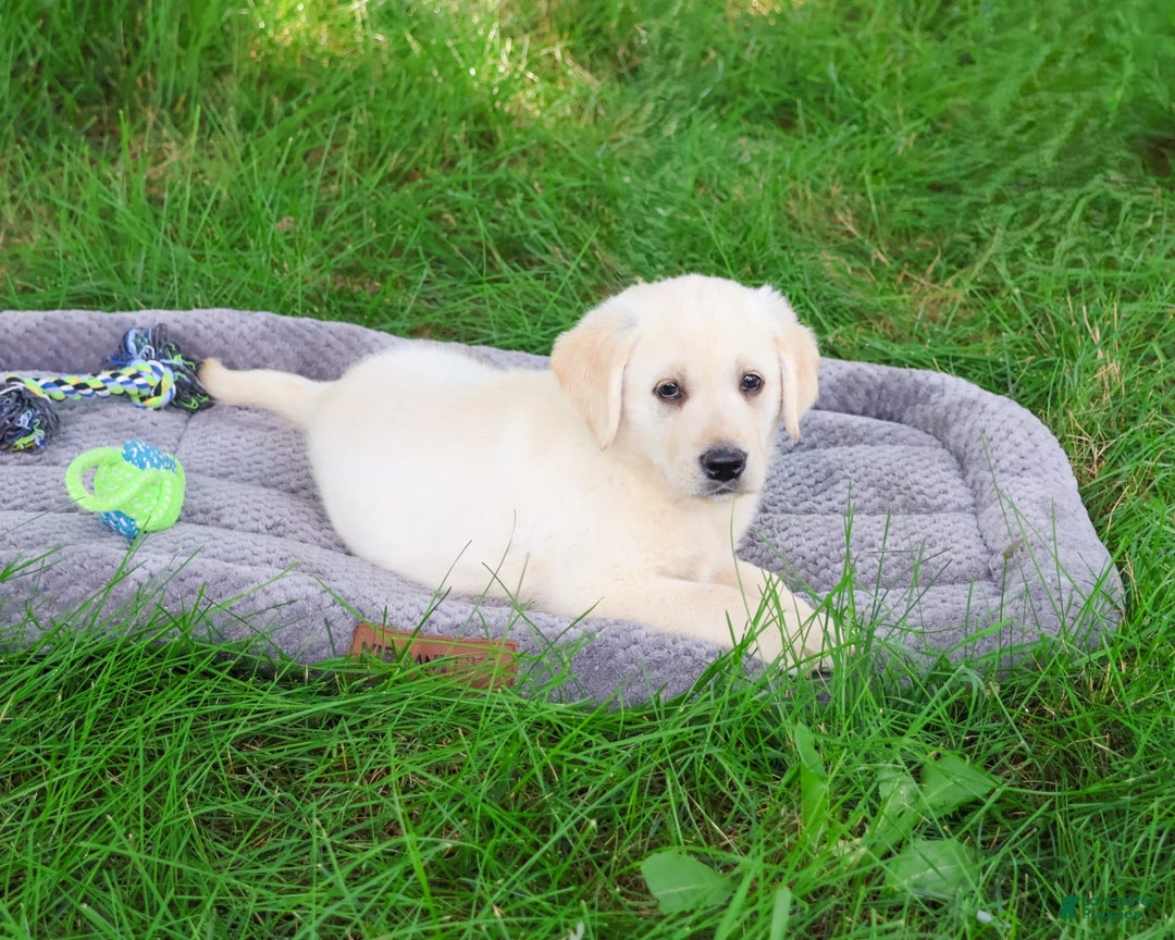 Labrador Retriever dogs for sale: Labrador Retriever 8 puppies - Image 1