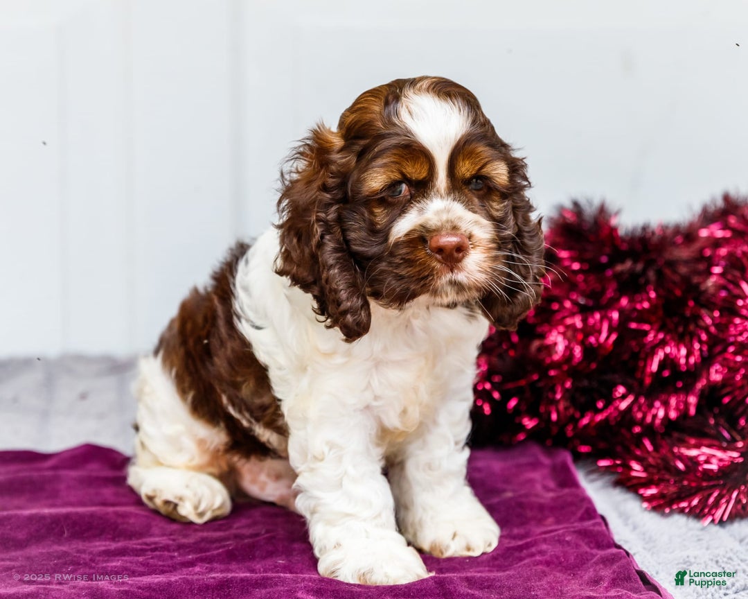 Cocker Spaniel dogs for sale: Chester - Image 8